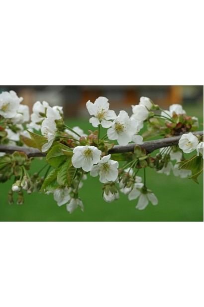 Черешня Black Star - крупні блискучі ягоди